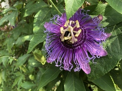 Apidae