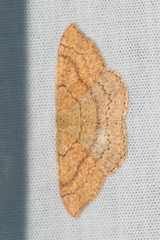 Cyclophora dataria