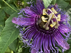 Apidae