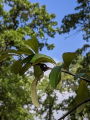 Sideroxylon lanuginosum