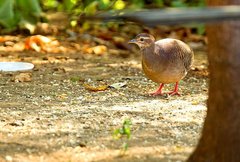 Pale-Browed Tinamou photo 2