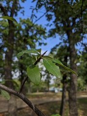 Sideroxylon lanuginosum