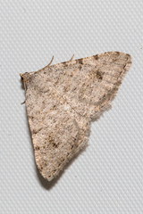 Digrammia pervolata