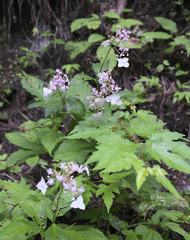 Hydrangea alternifolia