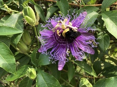 Bombus pensylvanicus