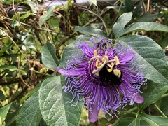 Bombus pensylvanicus