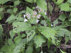 Hydrangea alternifolia