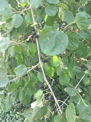 Rhamnus cathartica