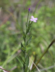 Epilobium pyrricholophum