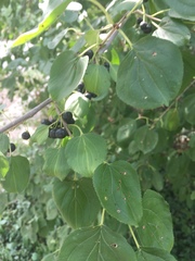 Rhamnus cathartica