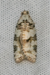 Argyrotaenia provana
