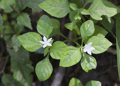 Pseudopyxis heterophylla
