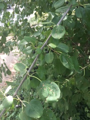 Rhamnus cathartica