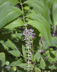 Buddleja japonica