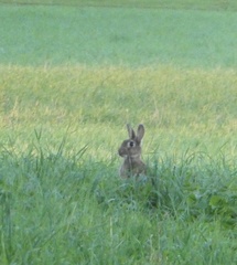 Oryctolagus cuniculus