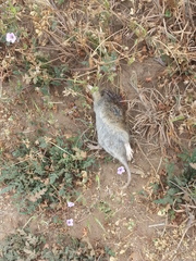 Microtus californicus