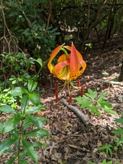 Lilium michauxii