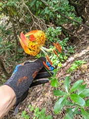 Lilium michauxii