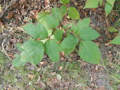 Toxicodendron radicans negundo