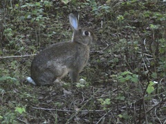Oryctolagus cuniculus