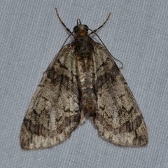 Hydriomena transfigurata