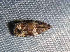 Olethreutes valdanum