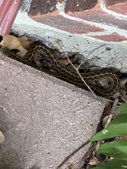 Thamnophis marcianus