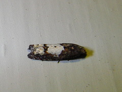 Epinotia trigonella