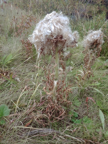 elk thistle (Cirsium foliosum)