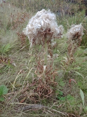 Cirsium foliosum