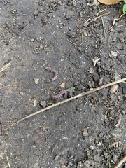 Pseudopolydesmus pinetorum