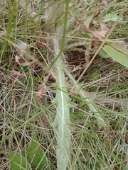 Cirsium foliosum