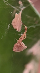 Uloborus plumipes
