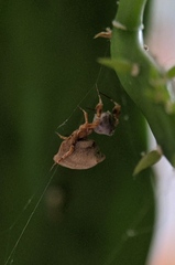 Uloborus plumipes