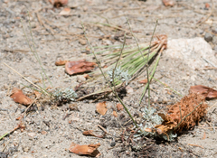 Eriogonum wrightii subscaposum
