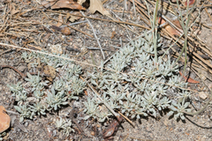 Eriogonum wrightii subscaposum