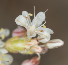 Eriogonum wrightii subscaposum