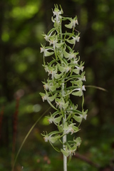 Platanthera macrophylla