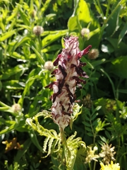 Pedicularis atropurpurea