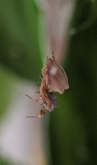 Uloborus plumipes