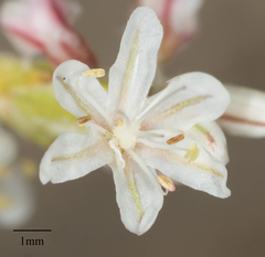 Eriogonum wrightii subscaposum