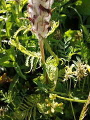 Pedicularis atropurpurea