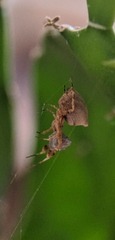 Uloborus plumipes