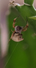 Uloborus plumipes