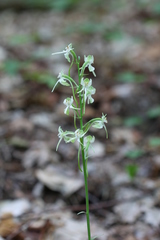 Platanthera macrophylla