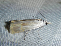 Parapediasia decorellus