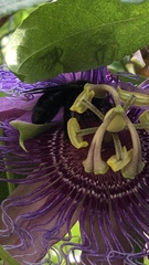 Hymenoptera