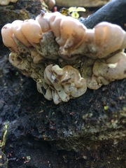 Auricularia mesenterica