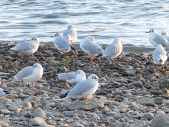 Chroicocephalus ridibundus