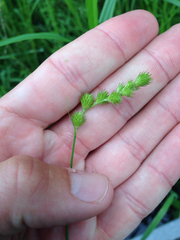Carex scoparia